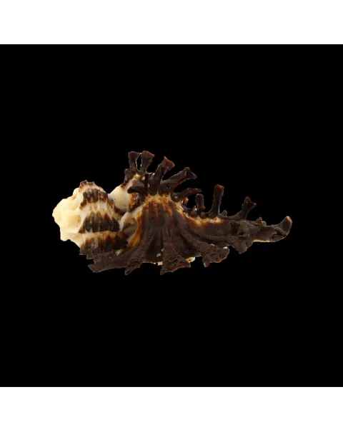 Homalocantha Scorpio