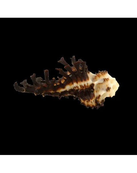 Homalocantha Scorpio