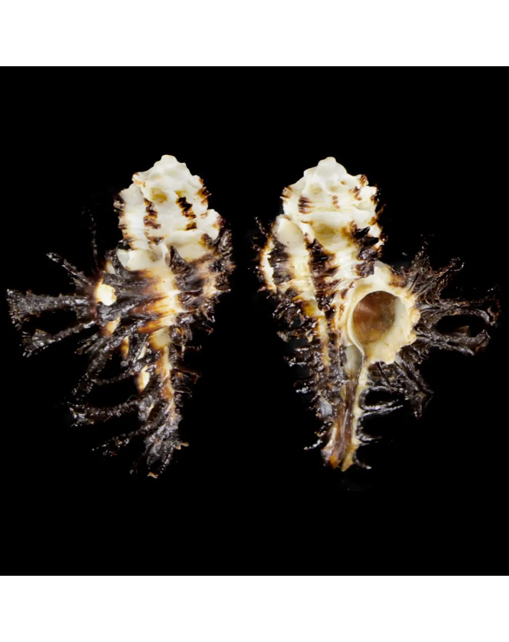 Homalocantha Scorpio