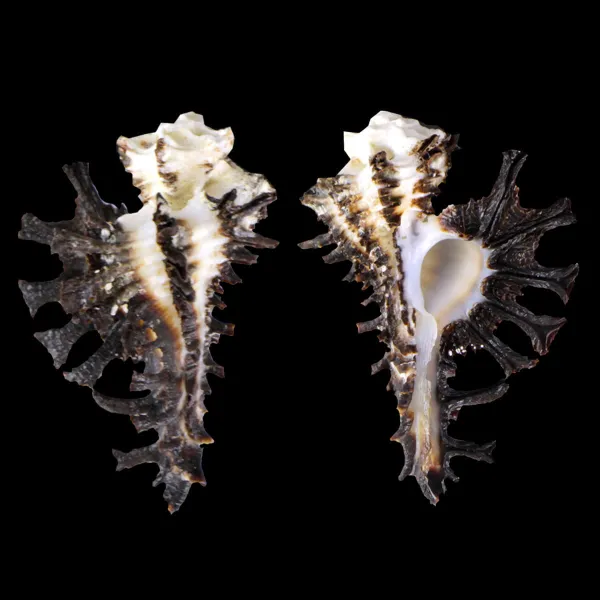 Homalocantha Scorpio