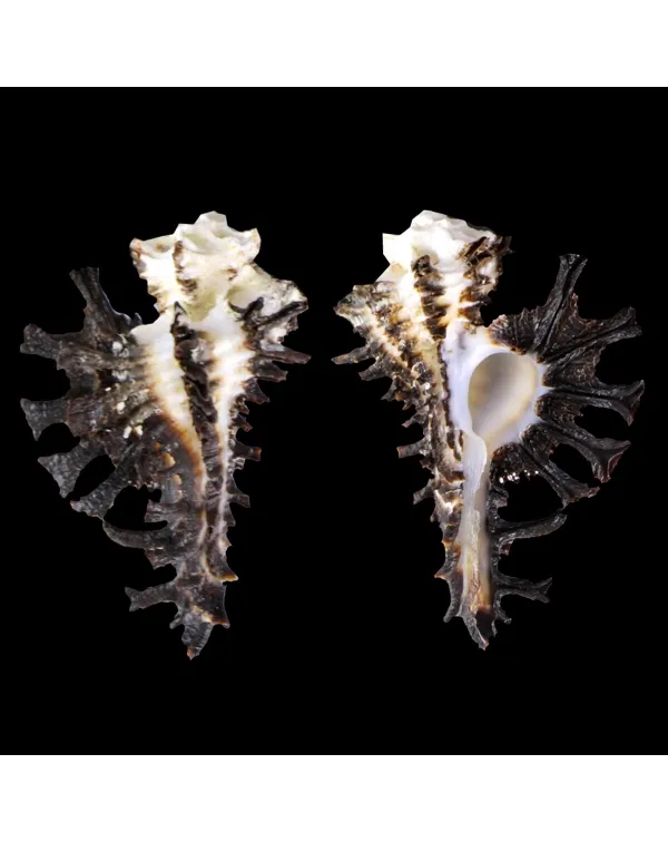 Homalocantha Scorpio