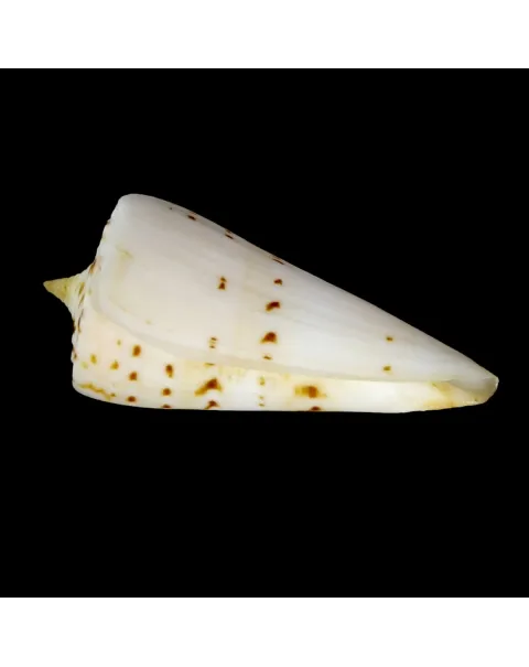 Strategoconus Monile