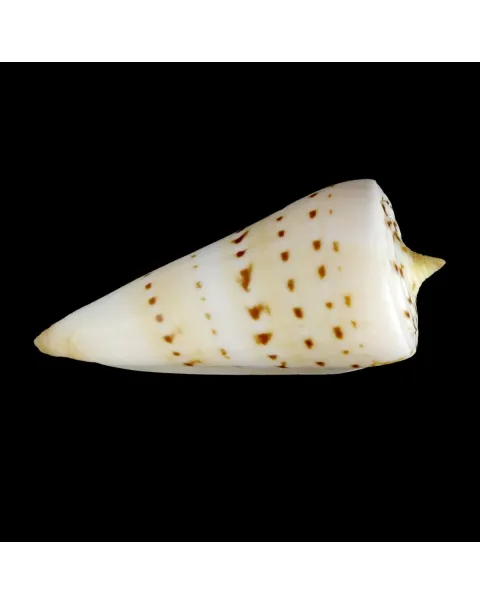 Strategoconus Monile