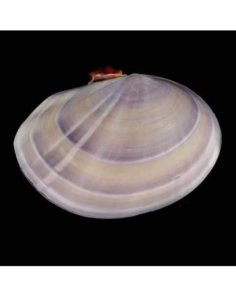Psammobiidae Nuttallii Nuttallii