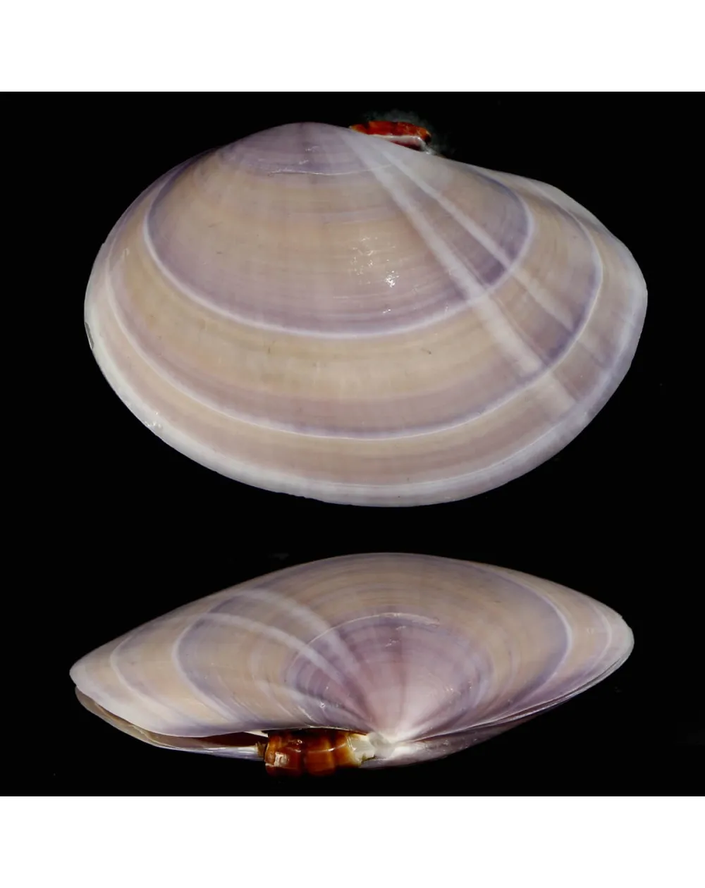 Psammobiidae Nuttallii Nuttallii