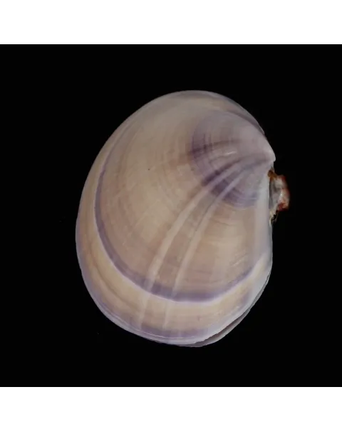 Psammobiidae Nuttallii Nuttallii