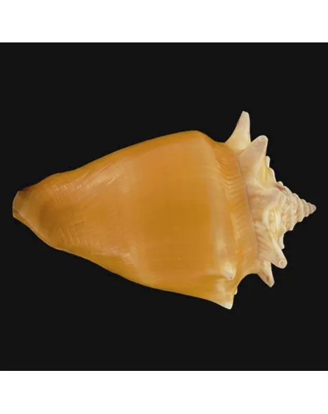 Strombus Pugilis