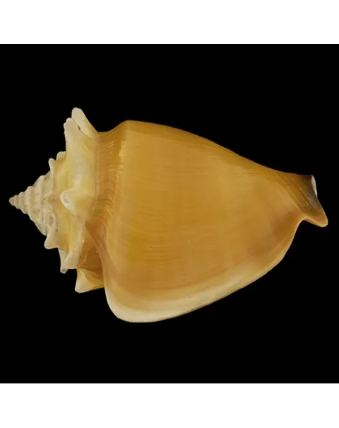 Strombus Pugilis