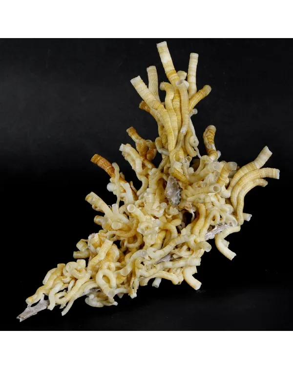 Siliquaria Roussoi