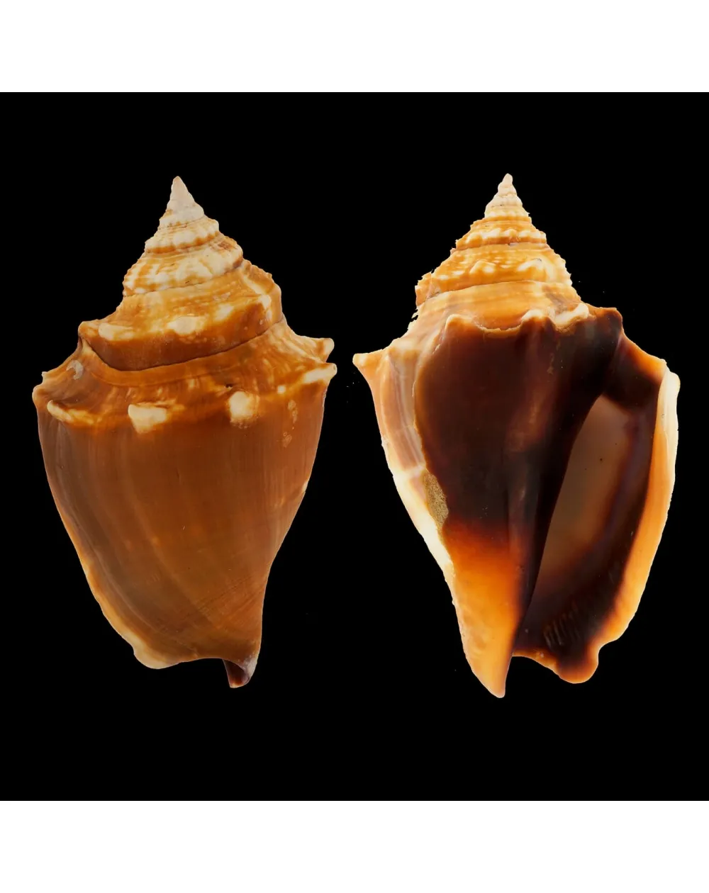 Strombus Alatus