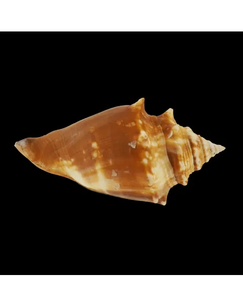 Strombus Alatus