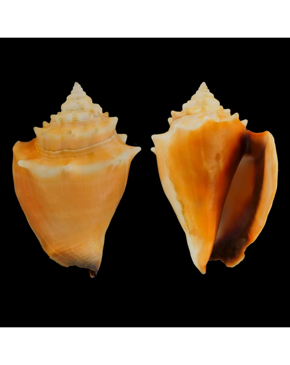 Strombus Alatus