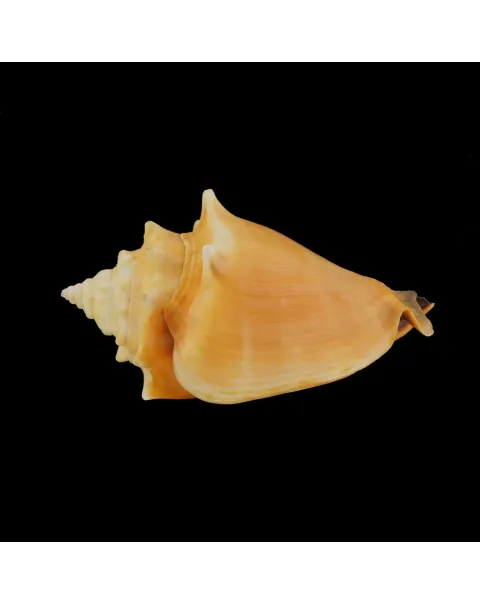 Strombus Alatus