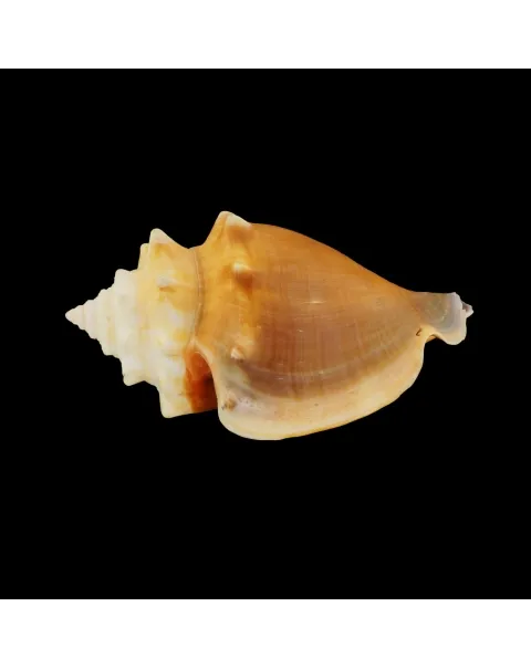Strombus Alatus