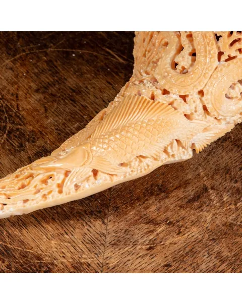 Syrinx Aruanus Intarsiato