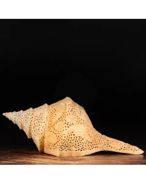 Syrinx Aruanus Intarsiato