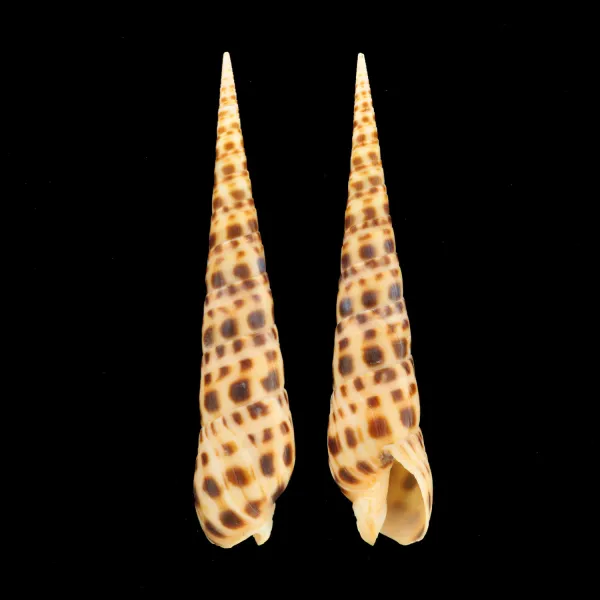 Terebra Areolata