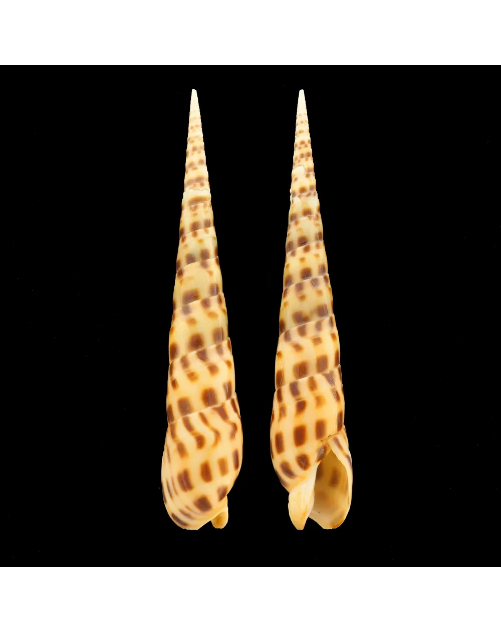Terebra Areolata