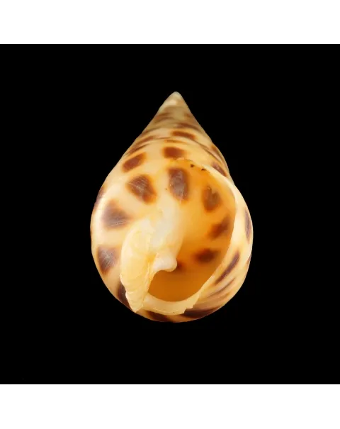 Terebra Areolata