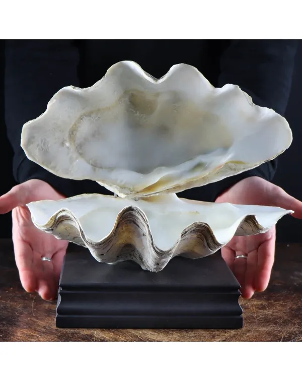 Tridacna Derasa