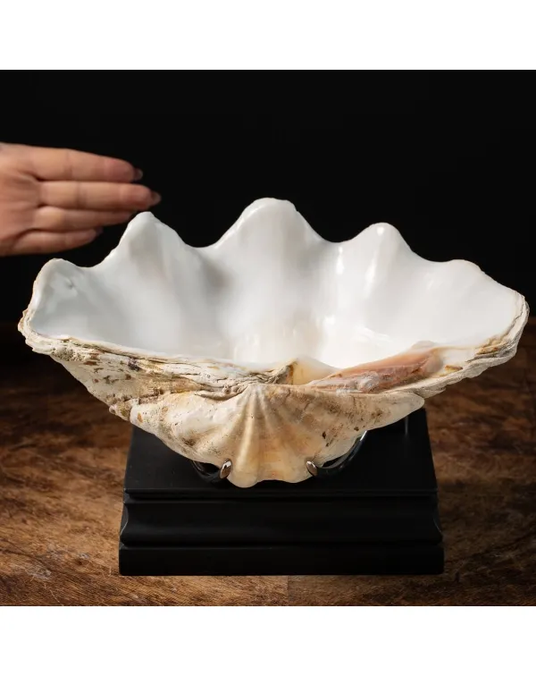 Tridacna Derasa