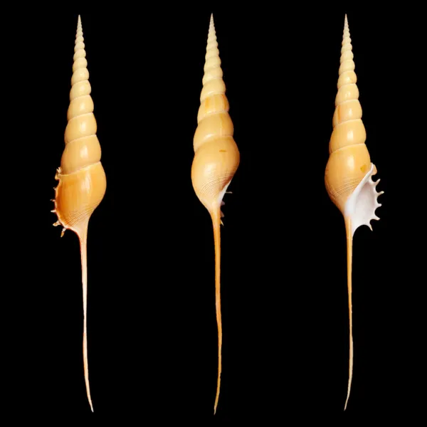 Tibia Fusus