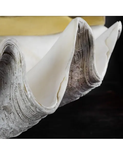 Tridacna Gigas