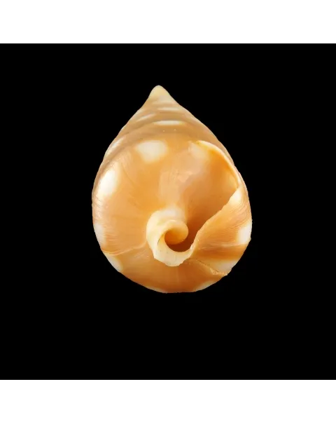 Terebra Guttata