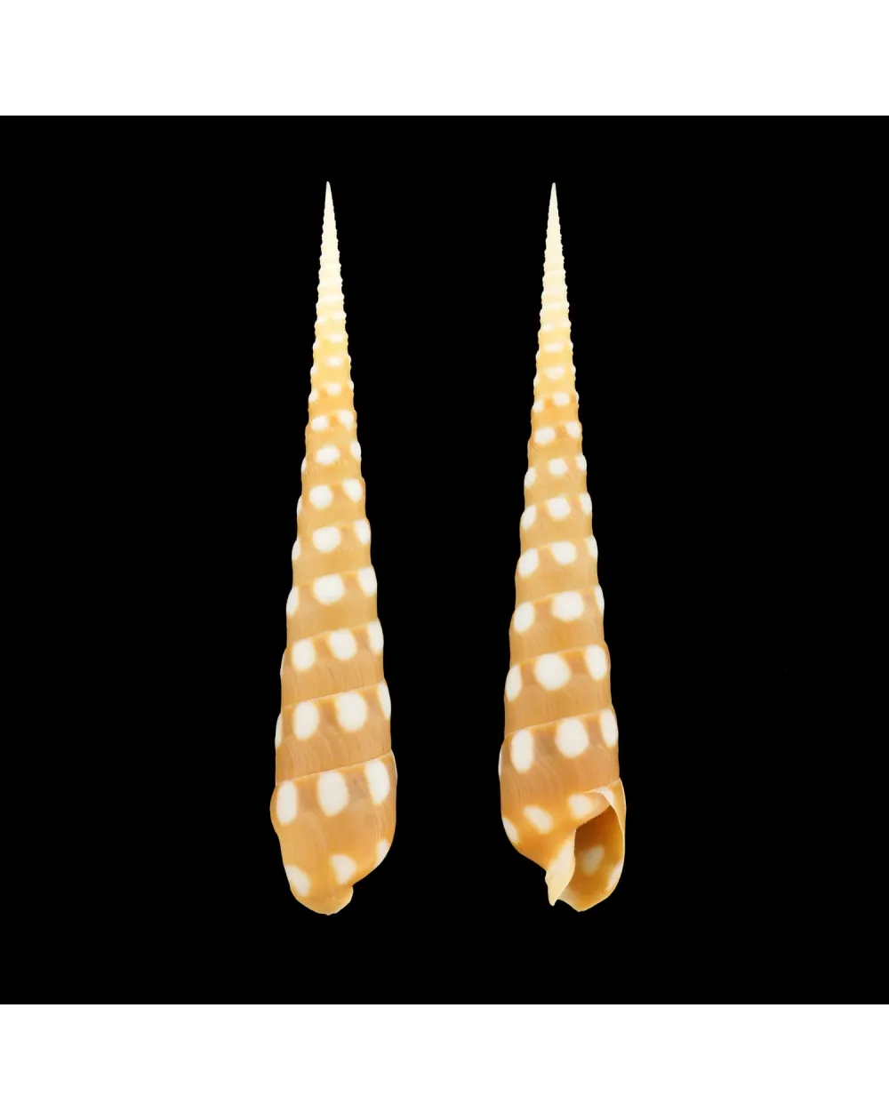 Terebra Guttata