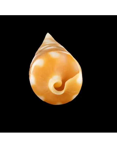 Terebra Guttata