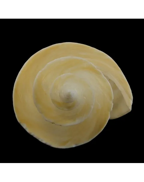 Thatcheria Mirabilis