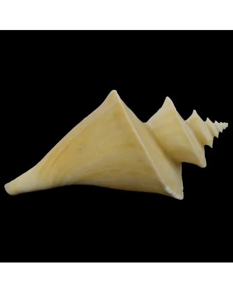 Thatcheria Mirabilis