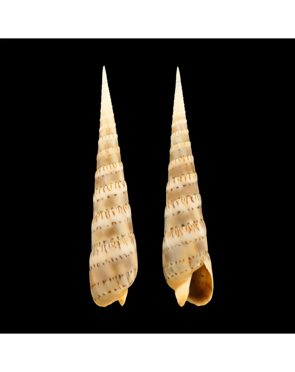 Oxymeris Crenulata f. Fimbriata
