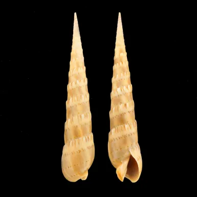 Oxymeris Crenulata f. Fimbriata