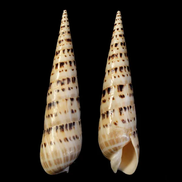 Terebra Oxymeris Maculata