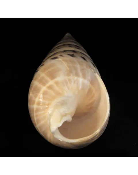 Terebra Oxymeris Maculata