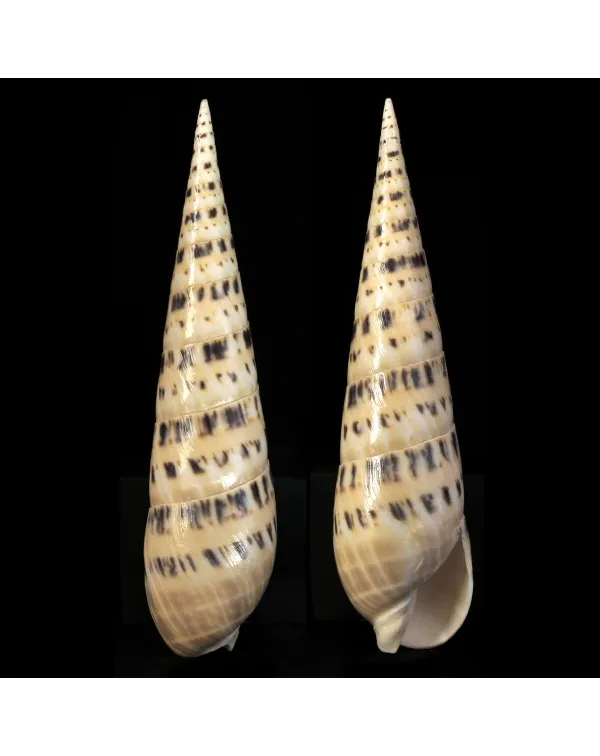 Terebra Oxymeris Maculata