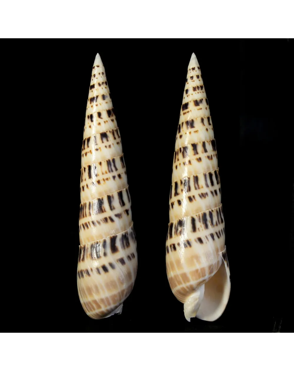 Terebra Oxymeris Maculata