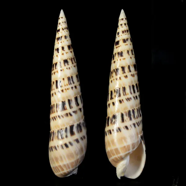 Terebra Oxymeris Maculata