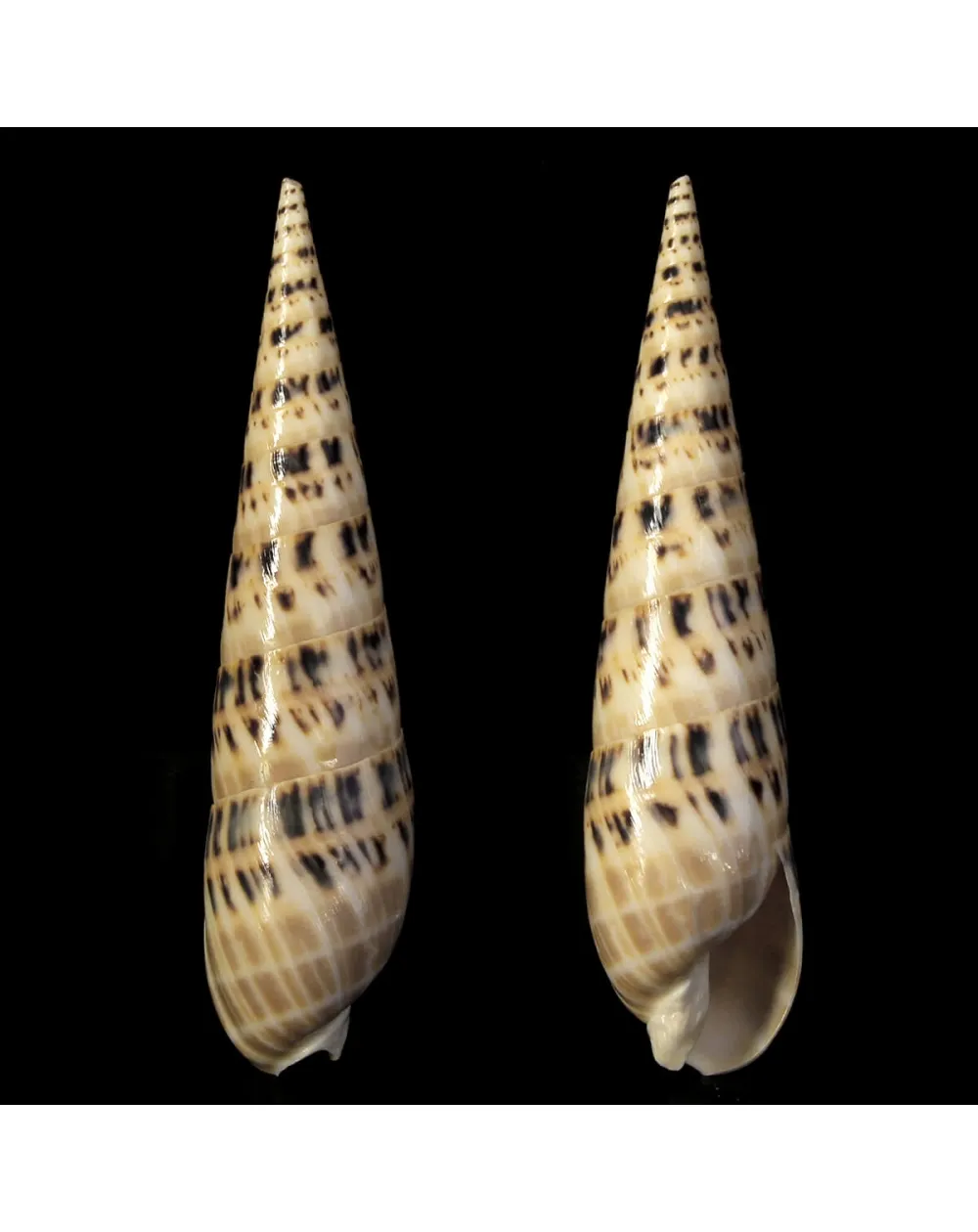 Terebra Oxymeris Maculata