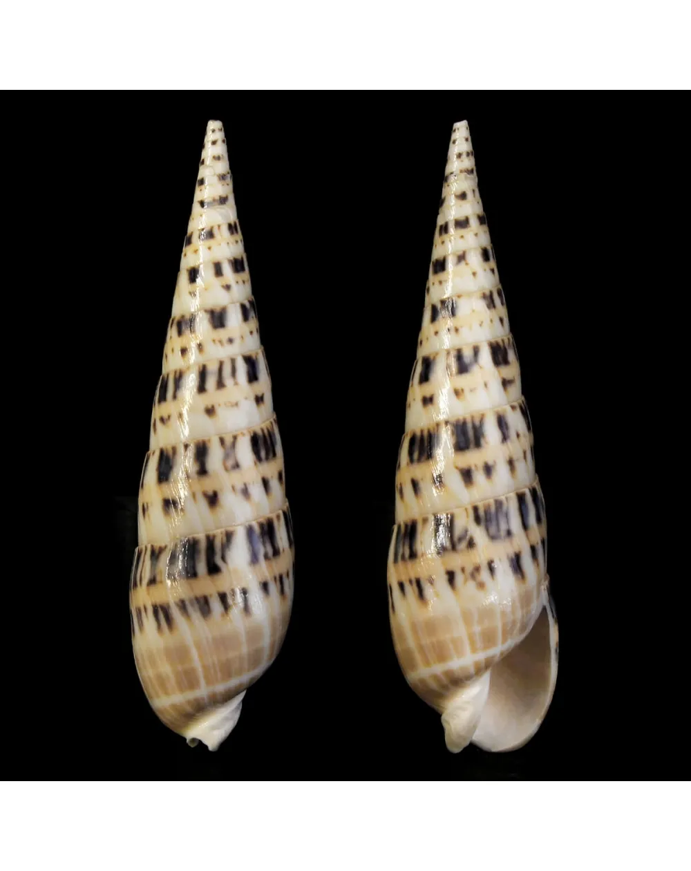Terebra Oxymeris Maculata