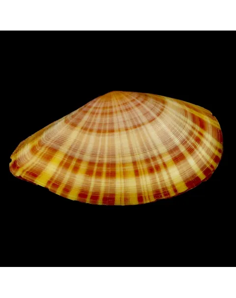 Tellinella Cruciata