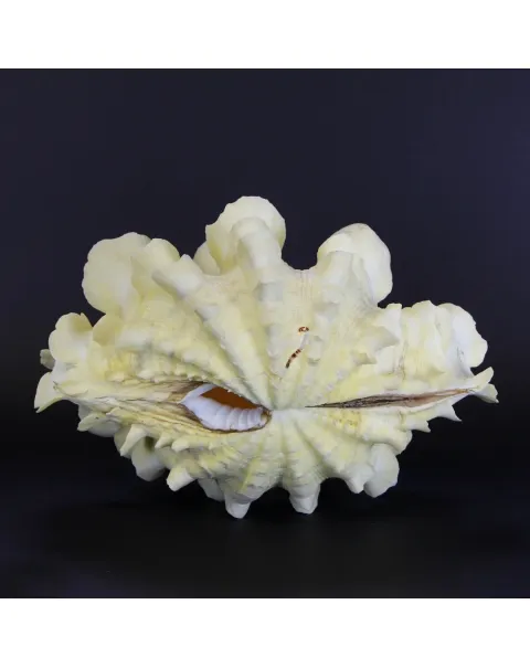 Tridacna Squamosa