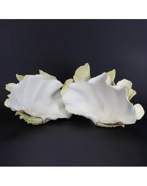 Tridacna Squamosa