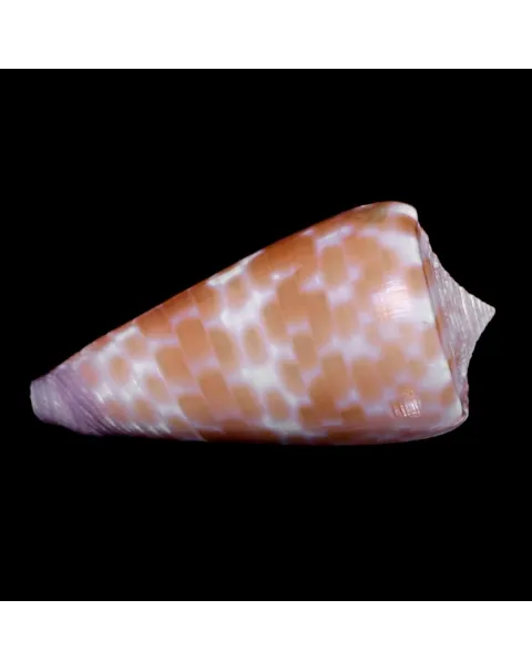 Tesselliconus Tessulatus