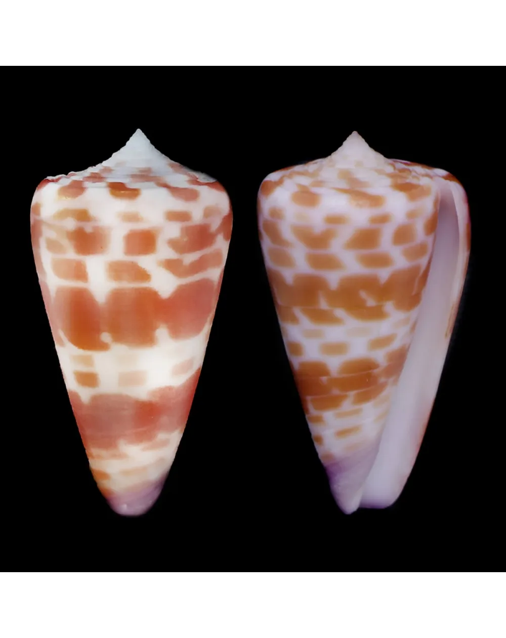 Tesselliconus Tessulatus