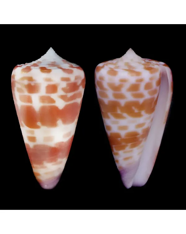 Tesselliconus Tessulatus