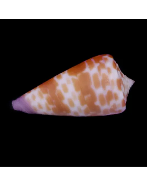 Tesselliconus Tessulatus