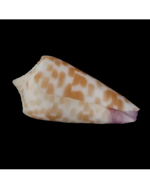 Tesselliconus Tessulatus