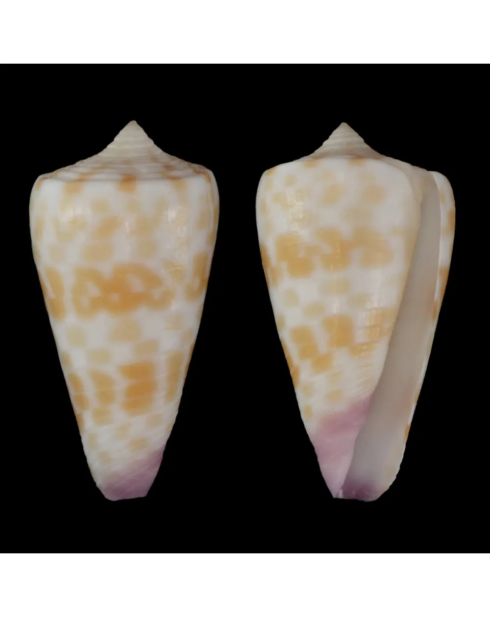 Tesselliconus Tessulatus